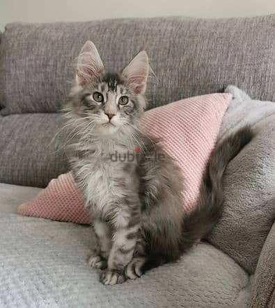 Whatsapp Me +972555074990 Maine Coon Cats 1