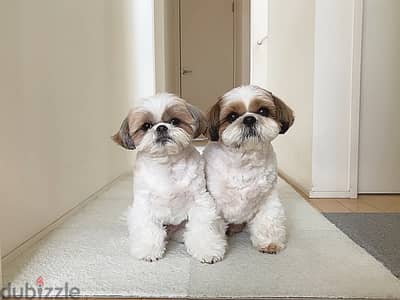 Shih Tzu// Whatsapp +97455792932