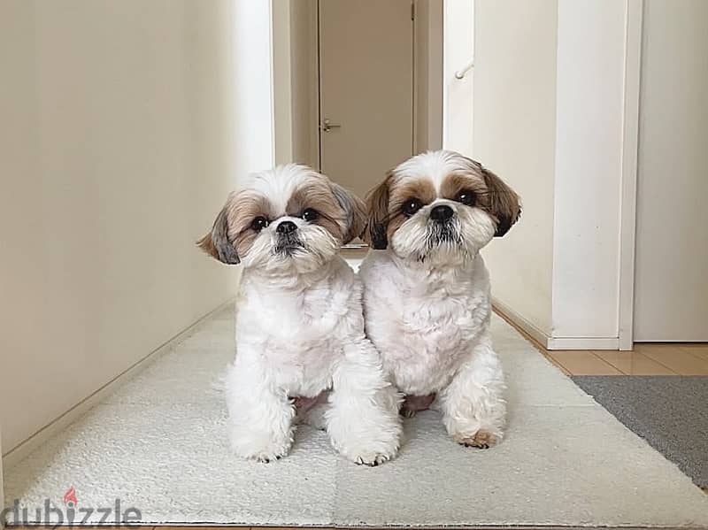 Shih Tzu// Whatsapp +97455792932 0