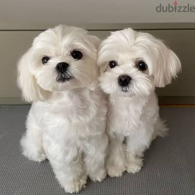 Maltese puppies// Whatsapp +97455792932