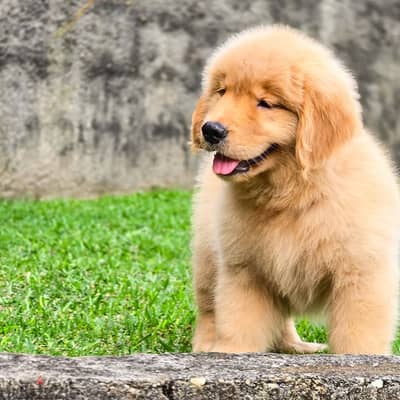 Golden Retriever// WhatsApp +971552543679