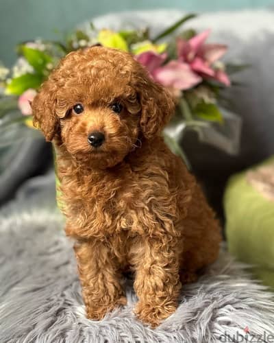 Poodle puppies// Whatsapp +97455937699