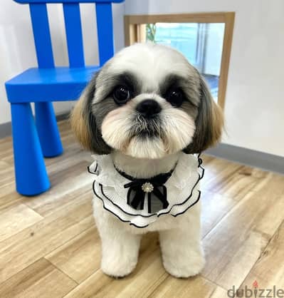 Shih Tzu // Whatsapp +97455937699