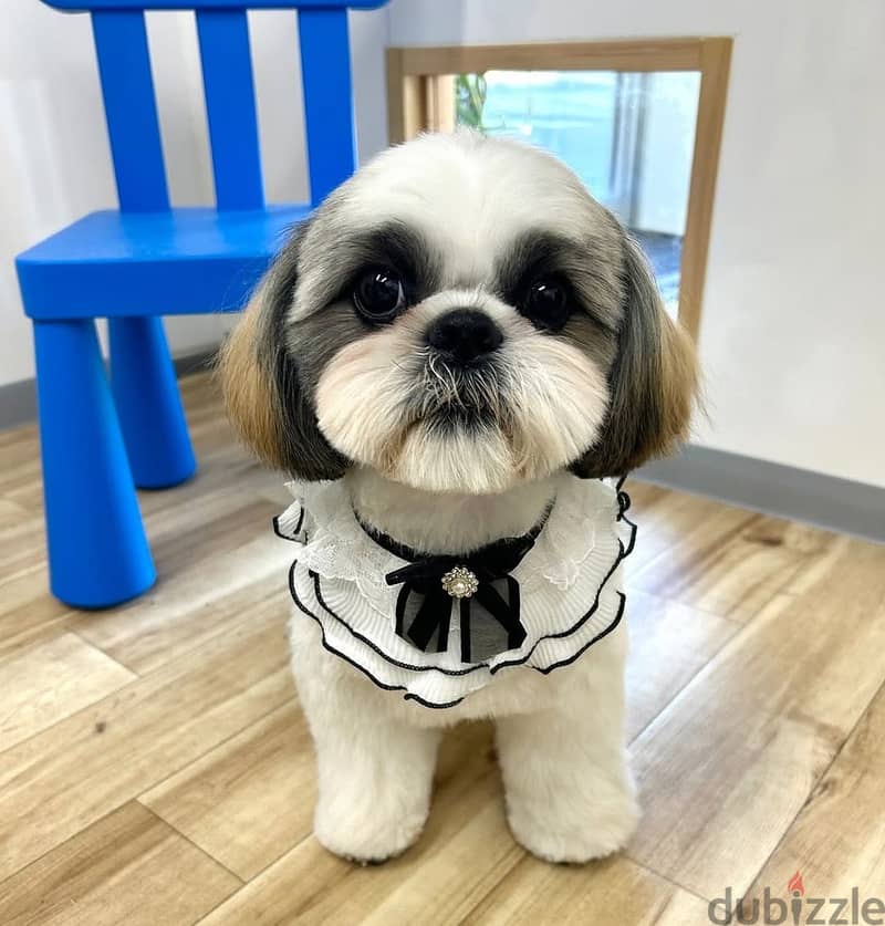 Shih Tzu // Whatsapp +97455937699 0