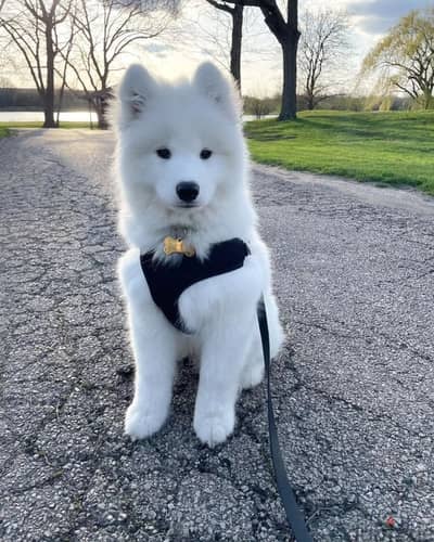 Samoyed puppies// Whatsapp +97455937699