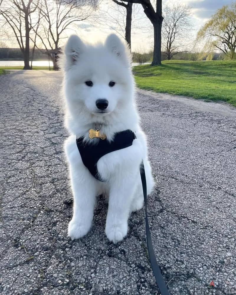 Samoyed puppies// Whatsapp +97455937699 0