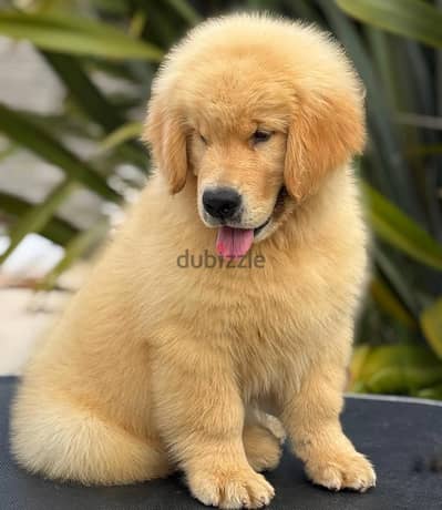 Golden Retriever// Whatsapp +97455937699