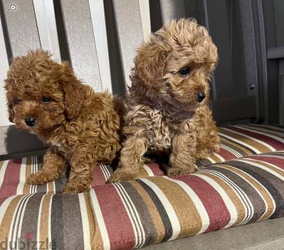 Whatsapp me +972553390216. Toy Poodle Puppies