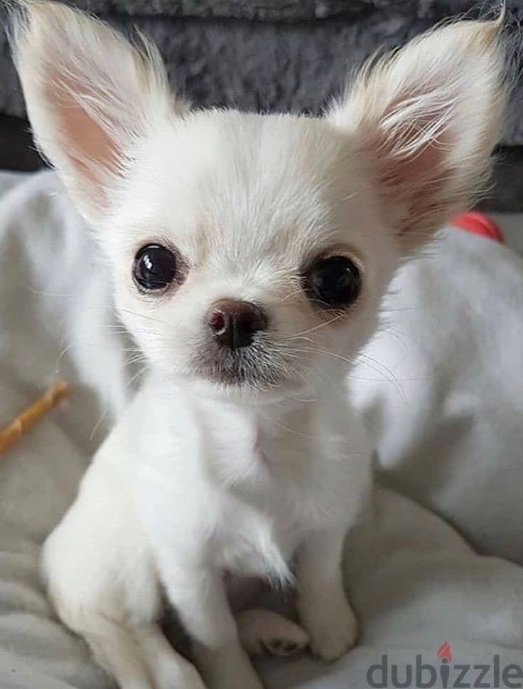 Whatsapp me +972553390216. Chihuahua Puppies 1