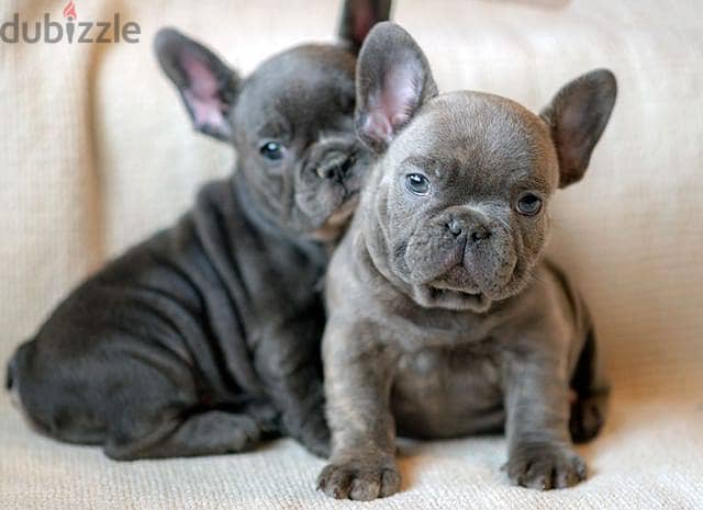 Whatsapp me +972553390216. French Bulldog Puppies 0