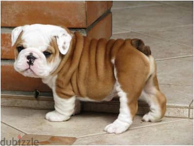 Whatsapp me +972553390216. English Bulldog Puppies