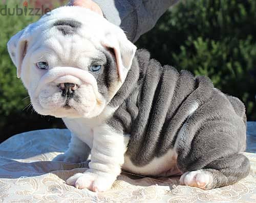 Whatsapp me +972553390216. English Bulldog Puppies 1