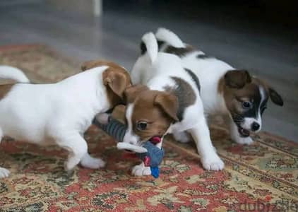 Whatsapp me +972553390216. Jack Russell Puppies