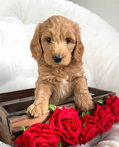 Whatsapp me +972553390216. Golden Doodle Puppies