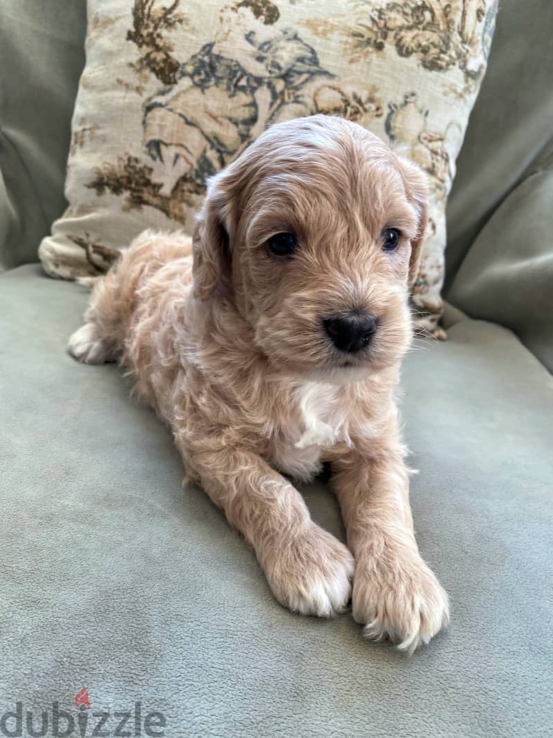 Whatsapp me +972553390216. Golden Doodle Puppies 1