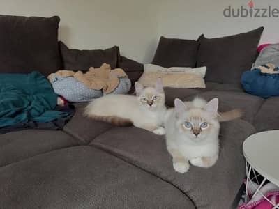 Ragdoll kittens