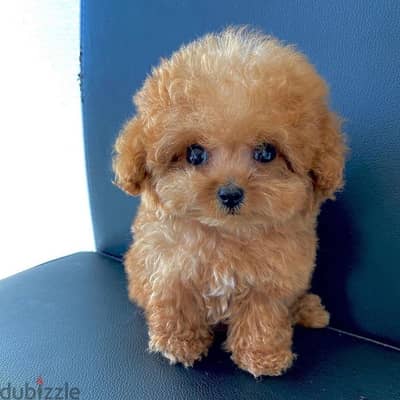 WhatsApp toy poodle puppy Whatsapp +4917629216066