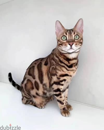 Bengal kitten// Whatsapp +97455792932