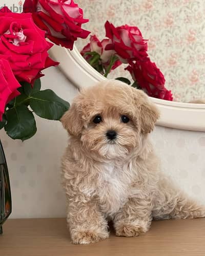 Maltipoo// WhatsApp +97455792932