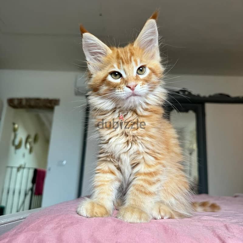 Maine Coons// WhatsApp +97455792932 0