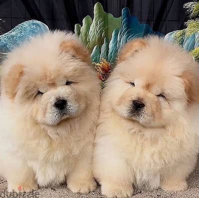 Chow Chow// WhatsApp +971552543679