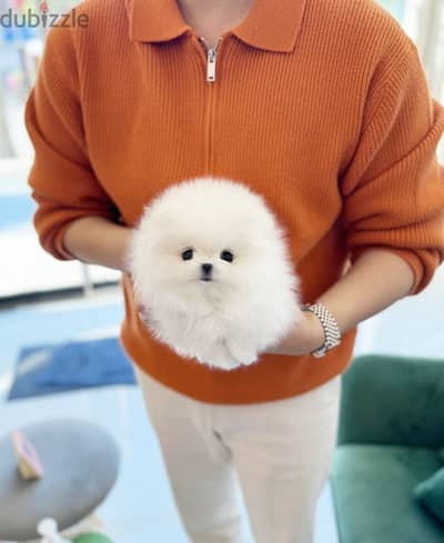 Pomeranian// Whatsapp +97455937699