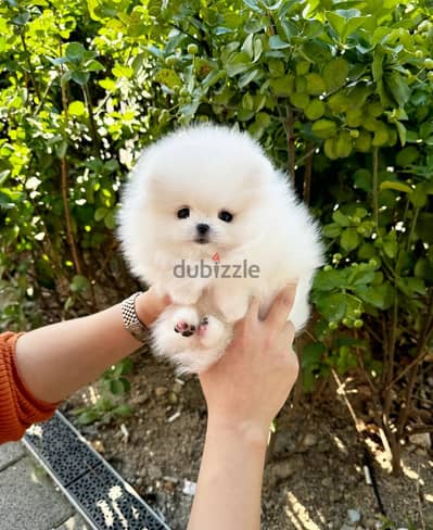 Pomeranian// Whatsapp +97455937699