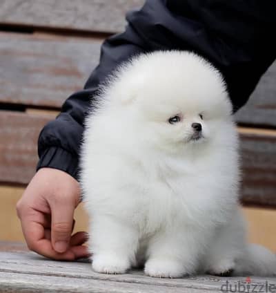 Pomeranian// WhatsApp +966568218820