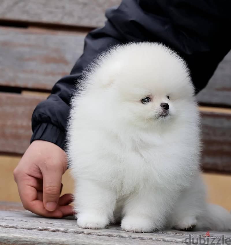 Pomeranian// WhatsApp +966568218820 0