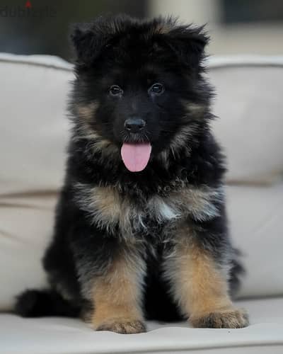 German shepherd/) WhatsApp +971502618837