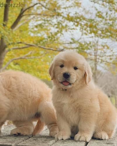 Golden Retriever// WhatsApp. +966568218820