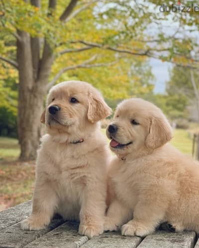 Golden Retriever// WhatsApp. +966568218820