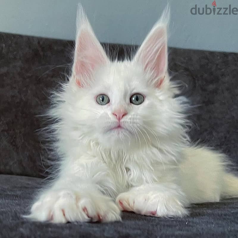 Mainecoon 1