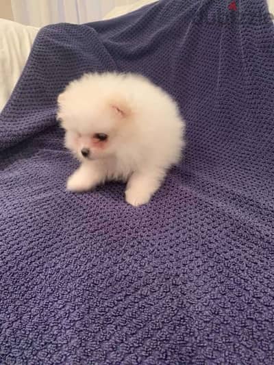 Pomeranian puppy for sale