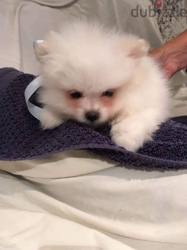 Pomeranian puppy for sale 1