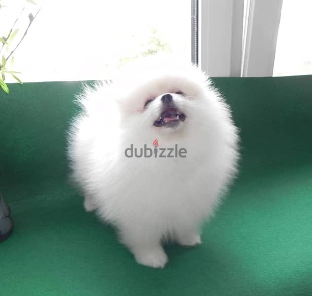 White Pomeranian for sale 0