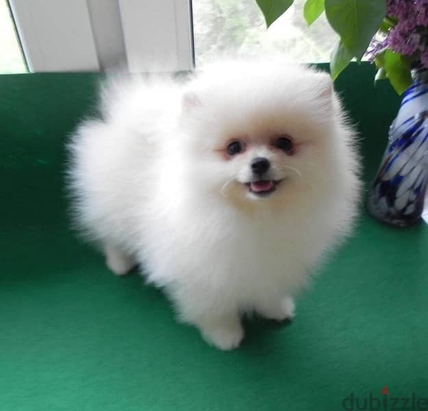 White Pomeranian for sale 1