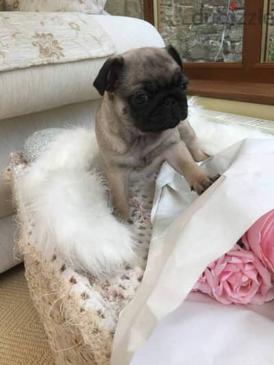 Female Pug puppy for sale