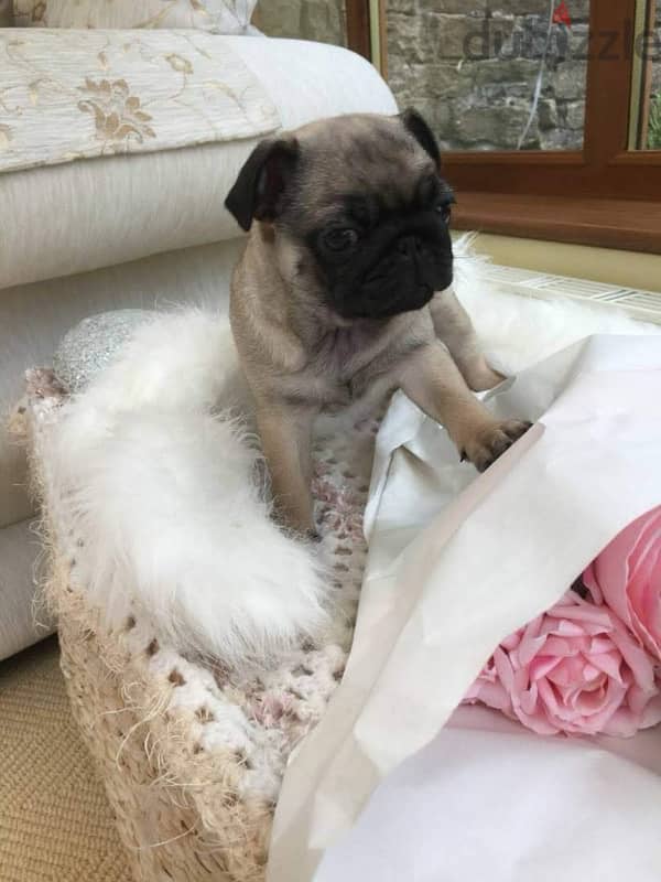 Female Pug puppy for sale 0