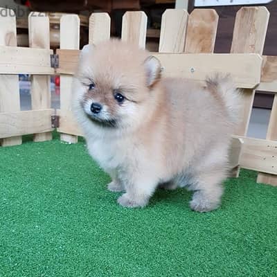 Male Pomeranian for sale