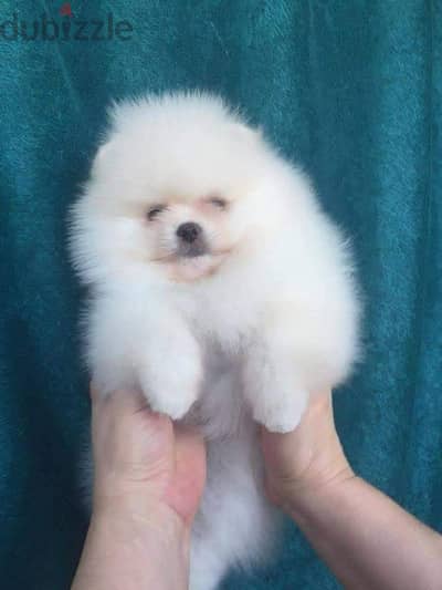 White Male Pomeranian for sale