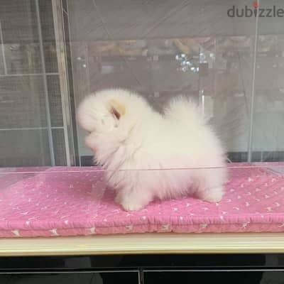 Mini Pomeranian for sale