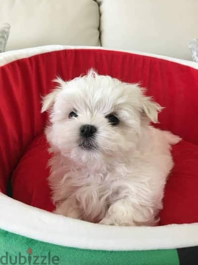 Purebred Maltese puppy for sale