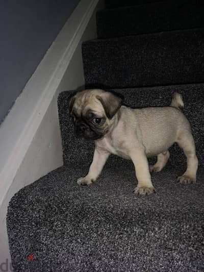 Male Pug puppy for sale