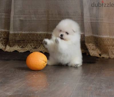 Tcup Playful Pomeranian for sale