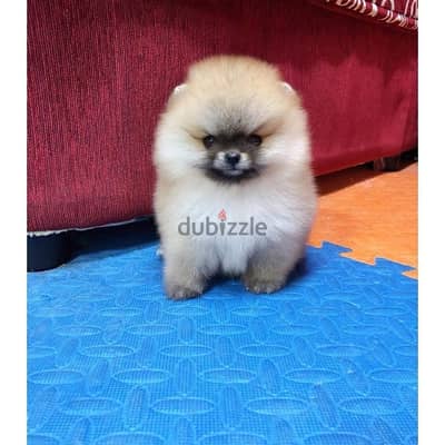 100% purebred  Pomeranian for sale