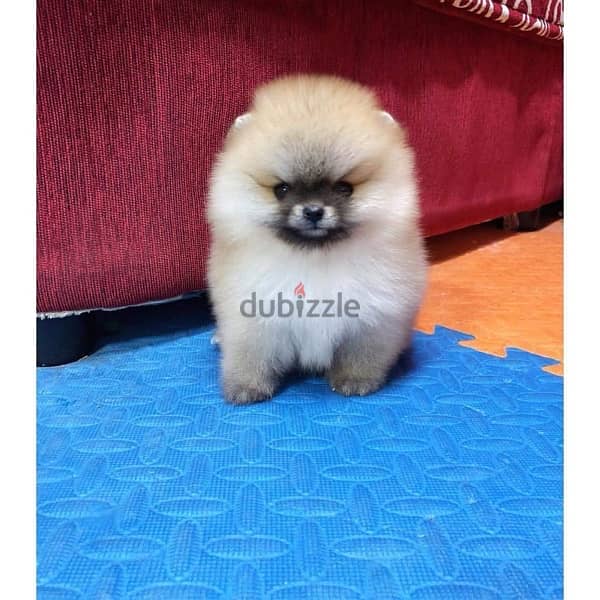 100% purebred  Pomeranian for sale 0