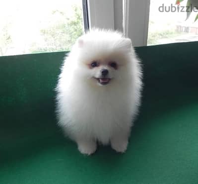 Stunning Pomeranian for sale