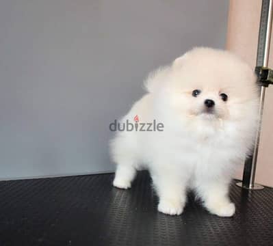 Trained Pomeranian for sale