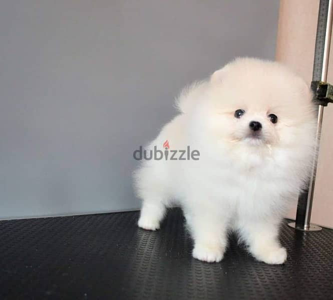 Trained Pomeranian for sale 0